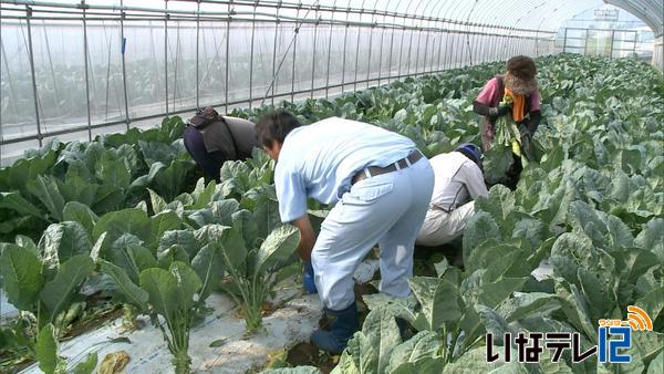 みのわ営農 ケール初収穫 ニュース 伊那谷ねっと