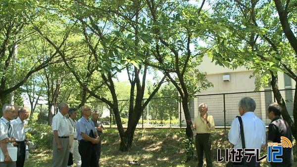 伊那市桜守の会　市内の桜調査へ