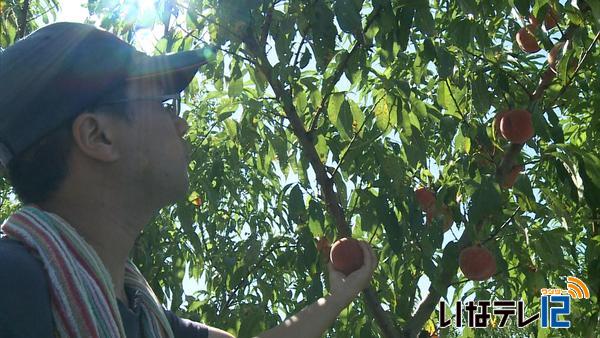 佐藤さん　３年目の桃の収穫