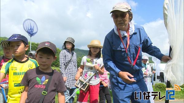 ミヤマシジミの観察会