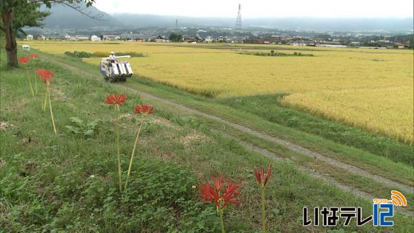 伊那市美篶三峰川堤防　彼岸花が見ごろ