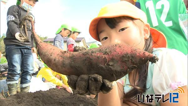 西箕輪保育園の園児がサツマイモ掘り