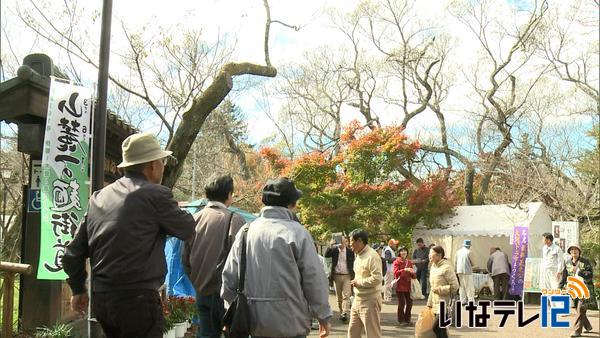 高遠城址公園もみじ祭り始まる　１１月６日まで