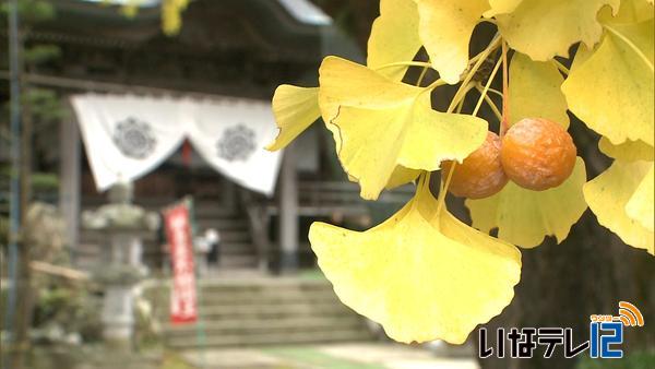 沢尻の恩徳寺　大銀杏見ごろ