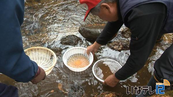 天竜川支流にアマゴの卵を放流