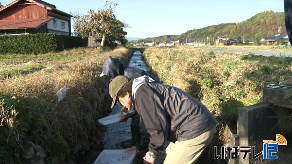 カワニナ養殖支援ガイドの野口さんが放流