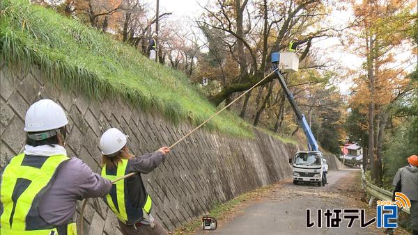 冬の積雪を前に枯れた桜の枝の撤去作業