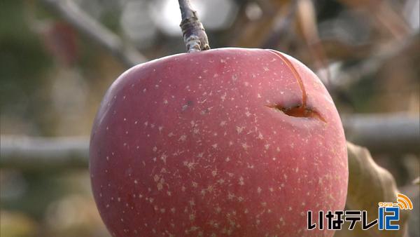 雪と冷え込みでリンゴに影響
