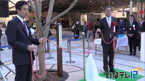 新宿区にタカトオコヒガンザクラを植樹