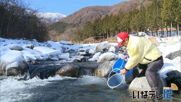 渓流釣りシーズンを前にあまご放流