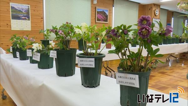 縁起良い春の花「クリスマスローズ」ずらり