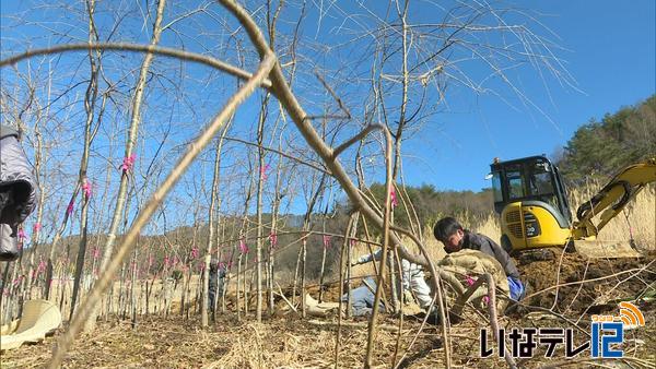 宮城県気仙沼に桜を植樹へ