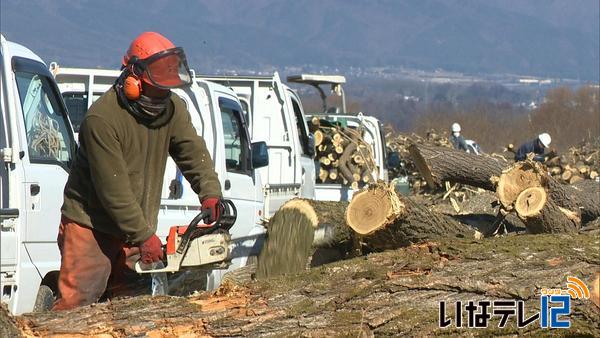 天竜川河川敷で雑木の伐採作業