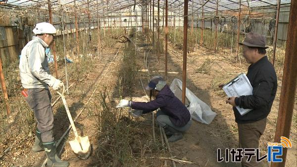 バラの里親　株の掘り出し