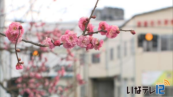 伊那市西町で梅の花が見ごろ