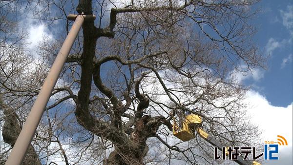 箕輪町の県天然記念物の樹木保存へ