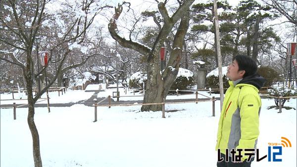 伊那に雪　高遠の桜に影響なし