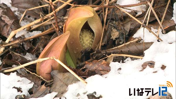 ザゼンソウ　雪の間から顔を出す