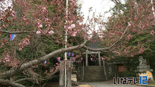 伊那公園のコヒガンザクラ開花