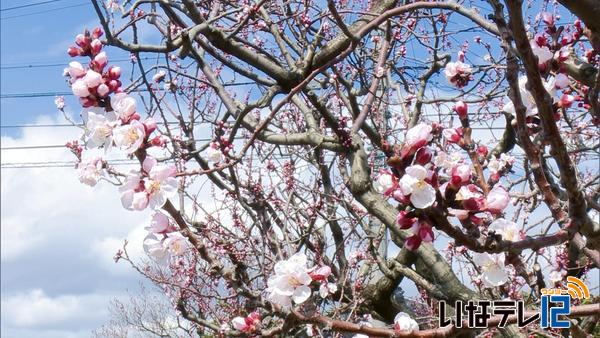 信越花便り　千曲のあんず・カタクリ