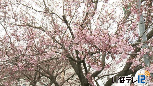 伊那市山寺の南信森林管理署の桜　咲き始める