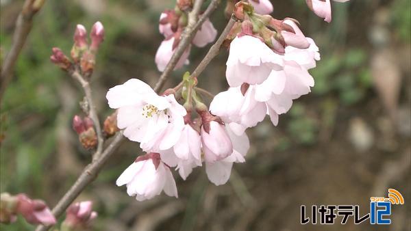 高遠城址公園　開花宣言