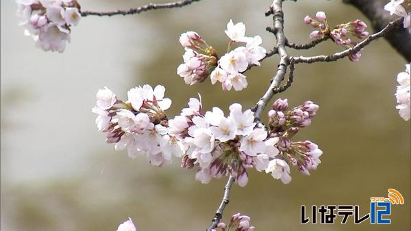 信越花便り　～国宝松本城　ソメイヨシノ開花～