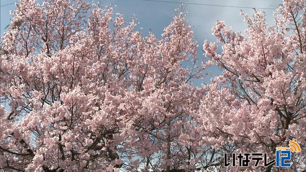 伊那市西町　旧小松眼科医院の桜が見ごろ