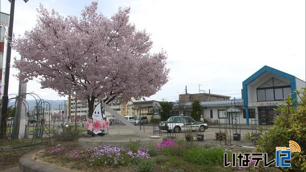 桜シリーズ④　伊那北駅前広場の桜