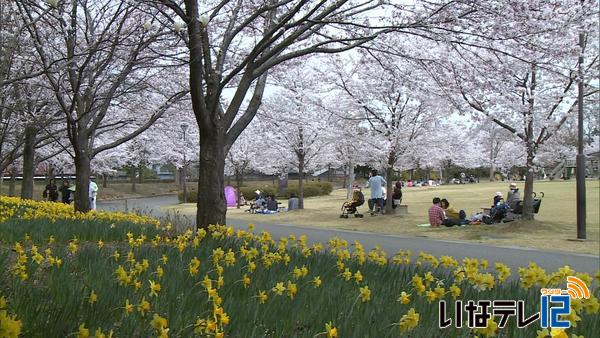 信越花便り　長野市 城山公園の桜が満開