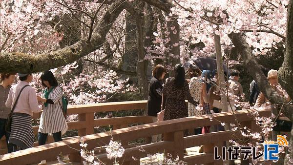 春爛漫　高遠城址公園の桜が満開