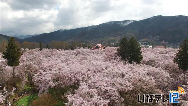 満開の高遠城址公園　花見ムード盛り上げ