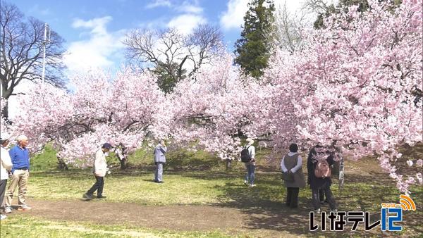 信越花便り　中野市のタカトオコヒガンザクラが見ごろ