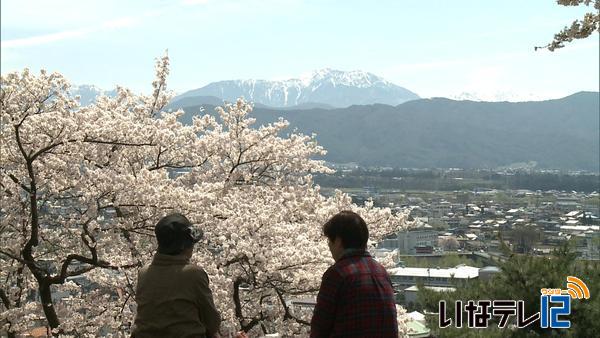 高遠城址以外も　伊那の桜名所見ごろ