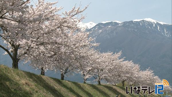 桜シリーズ⑧　三峰川堤防の桜並木