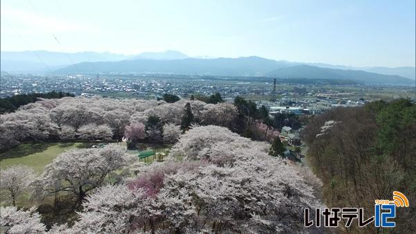 伊那文化会館　桜の見ごろに合わせてドローンで空撮