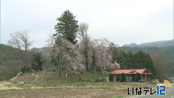 桜シリーズ⑨　今泉薬師堂のシダレザクラ