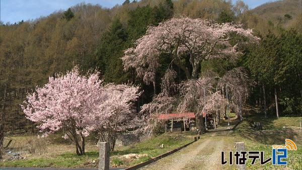 桜シリーズ⑬伊那市高遠町熊野神社　枝垂れ桜