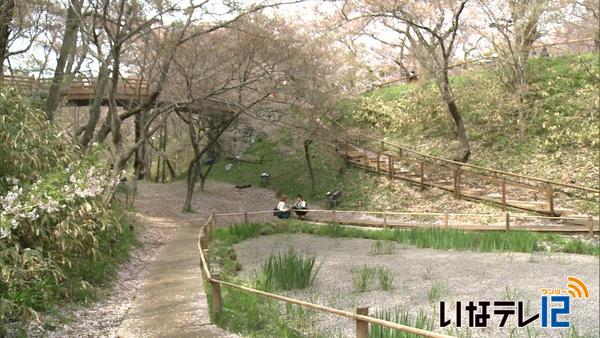 桜シリーズ⑮　高遠城址公園　花びら浮かぶ池