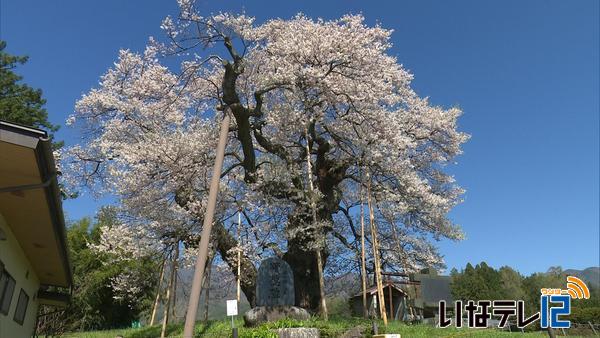 桜シリーズ⑯　箕輪町中曽根 樹齢１０００年の権現桜