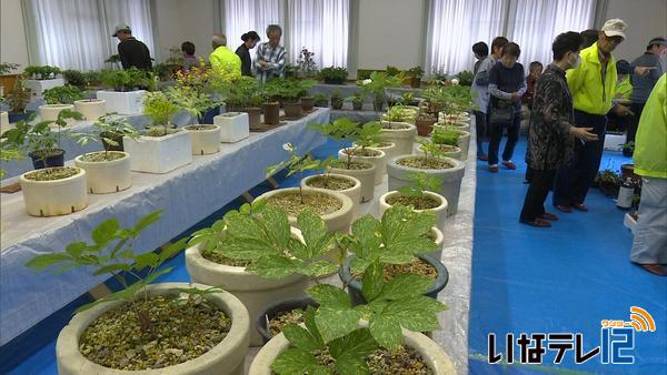 西駒山草会　斑入りのヤマシャクヤクなど山野草を展示