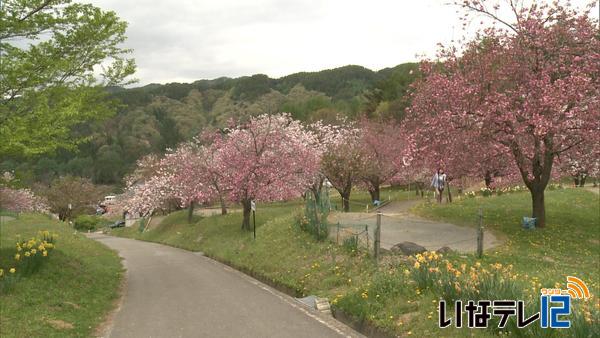 花の丘公園　見ごろ