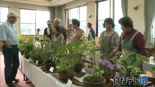 信州みのわ山野草クラブ　展示会