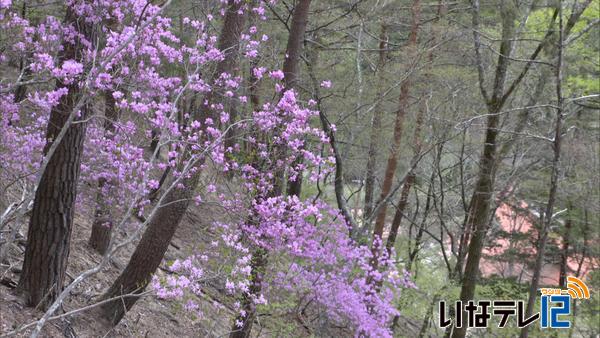 弘妙寺裏山のイワヤマツツジ見ごろ