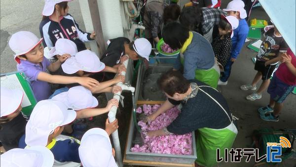 高遠小３年生が桜の塩漬け学ぶ