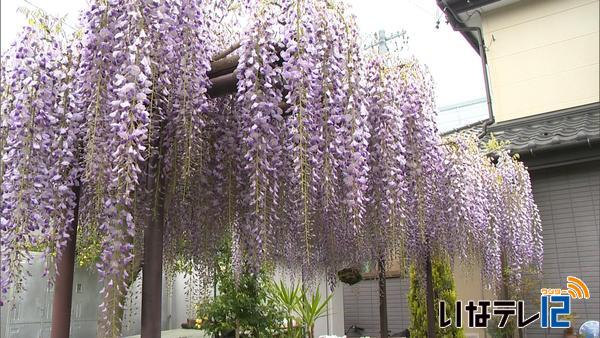 池上さん宅　藤の花見ごろ