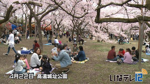 高遠城址公園　有料入場者数１６万７千人