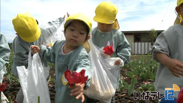 上古田保育園の園児　チューリップの手入れお手伝い