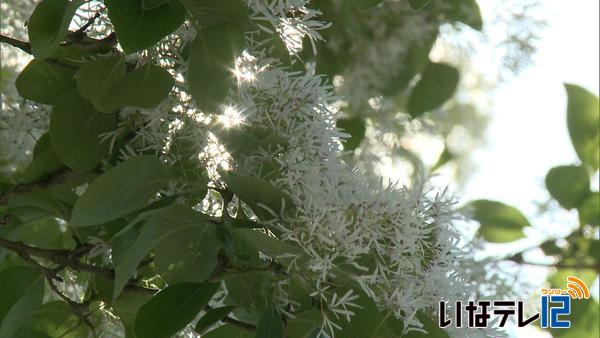 伊那市上牧　なんじゃもんじゃの木　花が見頃