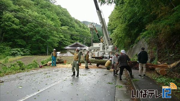 高遠町で倒木　高遠・富県の１，１５０戸が停電